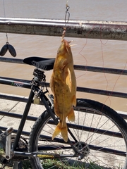 Rhinodoras dorbignyi