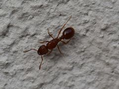 Tetramorium capense
