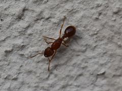Tetramorium capense