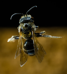 Lasioglossum zonulus
