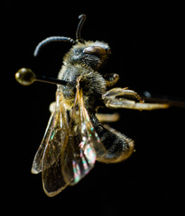 Lasioglossum zonulus