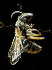 Lasioglossum zonulus