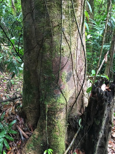 Moquilea kallunkiae