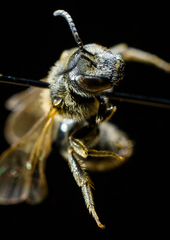 Lasioglossum zonulus