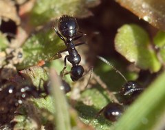 Camponotus piceus