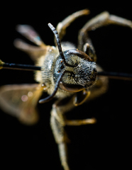 Lasioglossum zonulus