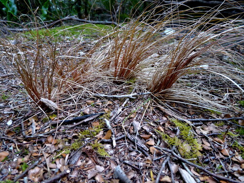 Foto de Carex comans