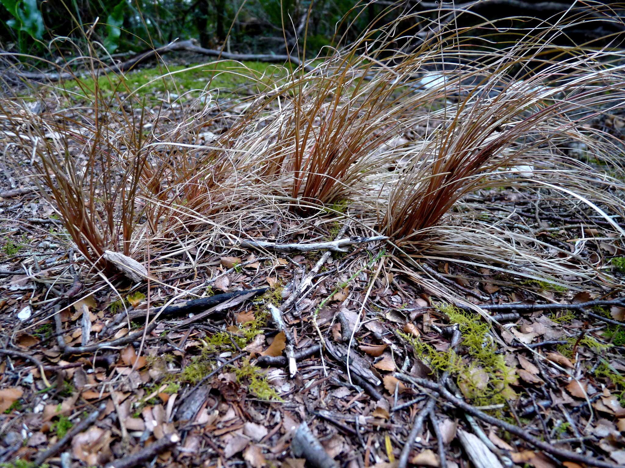 Imagem de Carex comans