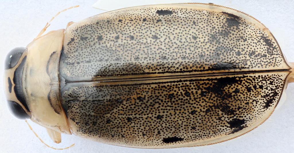 Eretes explicitus