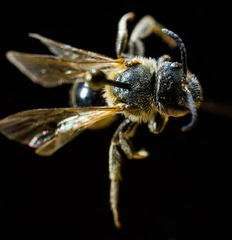 Lasioglossum zonulus