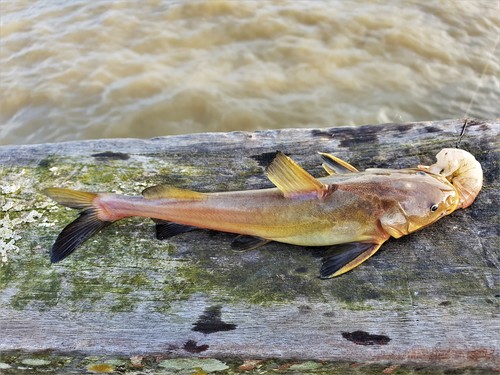 Geelbagger (Sciades parkeri) — Ariidae — 2