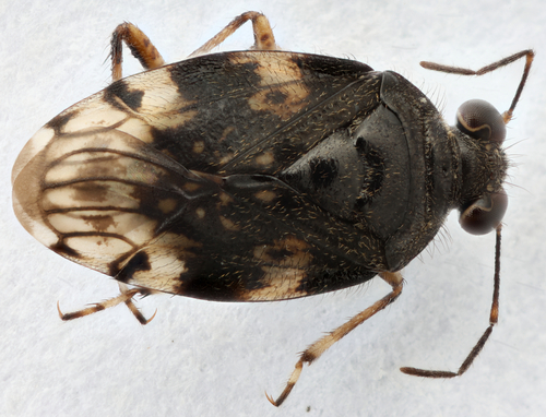 Saldula pexa