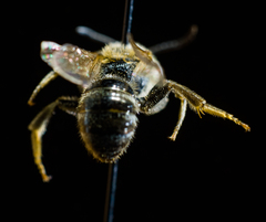Lasioglossum zonulus