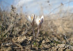 Crocus reticulatus