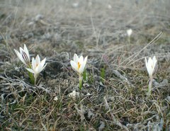 Crocus reticulatus