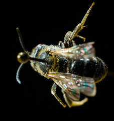 Lasioglossum zonulus