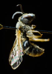 Lasioglossum zonulus