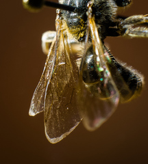 Lasioglossum zonulus