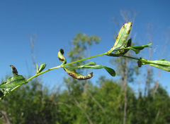 Puccinia arenariae