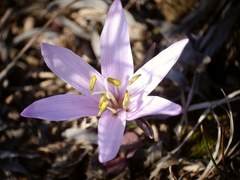 Colchicum bulbocodium versicolor