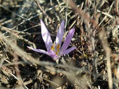 Colchicum bulbocodium versicolor