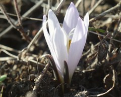 Colchicum bulbocodium versicolor