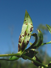 Puccinia arenariae