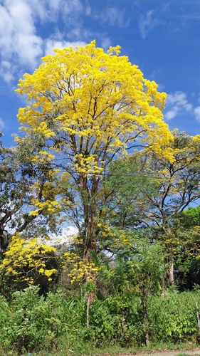 Handroanthus guayacan (Handroanthus guayacan)