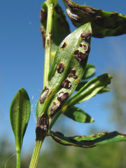 Puccinia arenariae