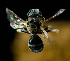 Lasioglossum zonulus