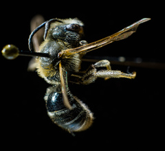 Lasioglossum zonulus
