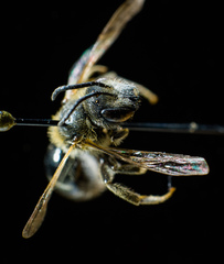 Lasioglossum zonulus