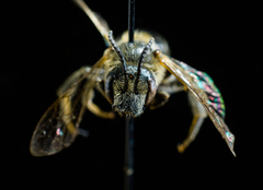 Lasioglossum zonulus