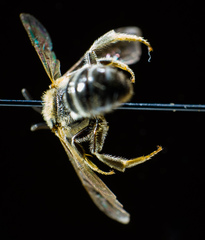 Lasioglossum zonulus