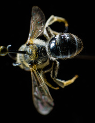Lasioglossum zonulus