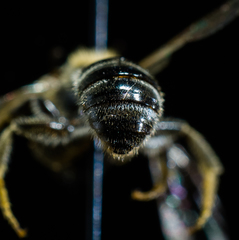 Lasioglossum zonulus