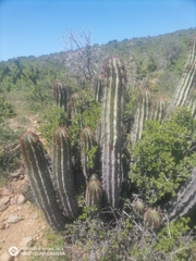 Euphorbia polygona, photograph author not stated, no rights reserved