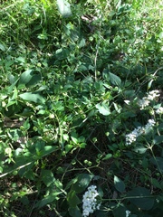 Physalis longifolia