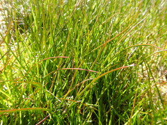 Juncus scheuchzerioides
