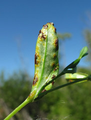 Puccinia arenariae