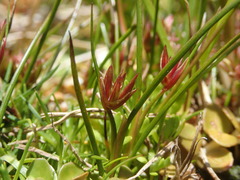 Juncus scheuchzerioides