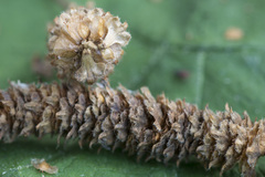 Betula × aurata