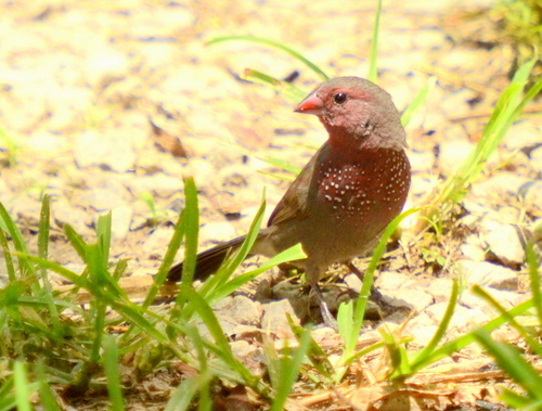 iNaturalist image
