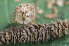 Betula × aurata