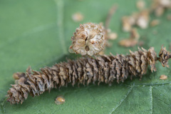 Betula × aurata