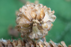 Betula × aurata