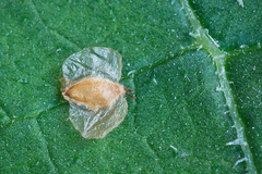 Betula × aurata