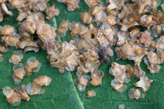 Betula × aurata