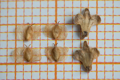 Betula × aurata