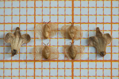 Betula × aurata